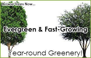 fast growing trees